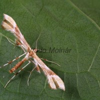 Gillmeria ochrodactyla cf - Pierkavec vratičový 133604