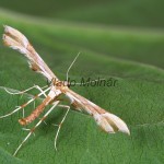 Gillmeria ochrodactyla cf - Pierkavec vratičový 135509