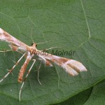 Gillmeria ochrodactyla cf - Pierkavec vratičový 212927