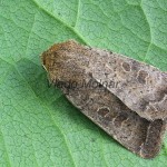 Hoplodrina ambigua - Sivkavec žltosivý 124001