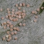 Hoplodrina ambigua - Sivkavec žltosivý 21-49-21.jpg