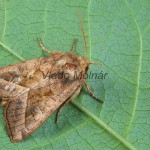 Hydraecia micacea - Sivkavec lúčnny 180047