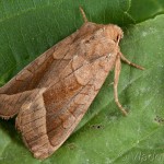 Hydraecia micacea - Sivkavec lúčnny 22-06-19