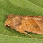 Hydraecia micacea - Sivkavec lúčnny 22-19-28