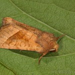 Hydraecia micacea - Sivkavec lúčnny 22-21-11