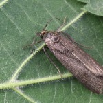 Hypochalcia ahenella cf - Vijačka olivovohnedá 212431