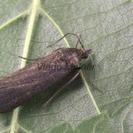 Hypochalcia ahenella cf - Vijačka olivovohnedá 212737