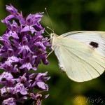 Pieris brassicae - Mlynárik kapustový MG_1563