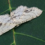 Idaea dimidiata - Piadica nechtíková 221237