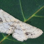 Idaea dimidiata - Piadica nechtíková 221702