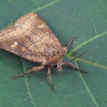 Lasionycta imbecilla - Mora svetlomilná 220029