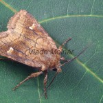 Lasionycta imbecilla - Mora svetlomilná 220814