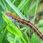 Malacosoma castrensis - Priadkovec mliečnikový 183426