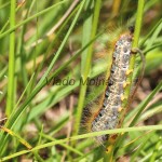 Malacosoma castrensis - Priadkovec mliečnikový IMG_5492