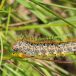 Malacosoma castrensis - Priadkovec mliečnikový IMG_5494