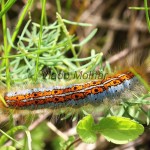 Malacosoma castrensis - Priadkovec mliečnikový IMG_5498