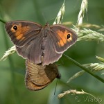 Maniola jurtina - Očkáň lúčny 17-45-16