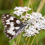 Melanargia galathea - Očkáň timotejkový IMG_0037