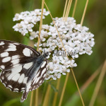 Melanargia galathea - Očkáň timotejkový IMG_0039