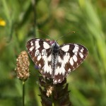 Melanargia galathea - Očkáň timotejkový IMG_2260