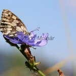 Melanargia galathea - Očkáň timotejkový IMG_2264