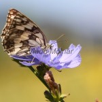 Melanargia galathea - Očkáň timotejkový IMG_2269