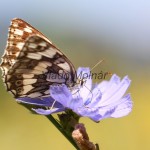 Melanargia galathea - Očkáň timotejkový IMG_2271