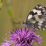 Melanargia galathea - Očkáň timotejkový IMG_2699