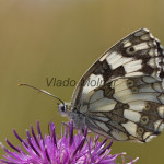 Melanargia galathea - Očkáň timotejkový IMG_2700