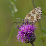 Melanargia galathea - Očkáň timotejkový IMG_2738