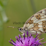 Melanargia galathea - Očkáň timotejkový IMG_2739