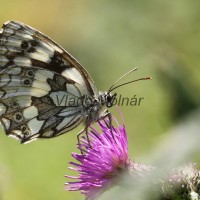 Melanargia galathea - Očkáň timotejkový IMG_3139