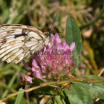 Melanargia galathea - Očkáň timotejkový IMG_3289