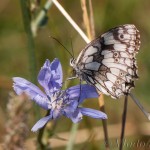 Melanargia galathea - Očkáň timotejkový IMG_4436