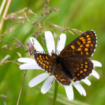 Melitaea diamina cf - Hnedáčik čermeľový IMG_9100