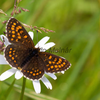 Melitaea diamina cf - Hnedáčik čermeľový IMG_9101