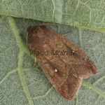 Mythimna albipuncta - Mora bielobodá 213258