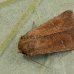 Mythimna albipuncta cf - Mora bielobodá  21-24-55