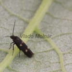 Parascythris muelleri -Tmavomôľka Müllerova 194055