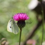 Pieris brasicae - Mlynárik kapustný IMG_7127