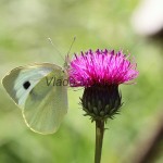 Pieris brasicae - Mlynárik kapustný IMG_7129