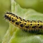 Pieris brassicae - Mlynárik kapustový 20-53-59