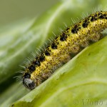 Pieris brassicae - Mlynárik kapustový 20-58-25