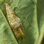 Pieris brassicae - Mlynárik kapustový 20-59-26