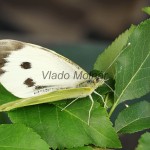 Pieris brassicae - Mlynárik kapustový 203433