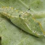 Pieris brassicae - Mlynárik kapustový 21-14-08