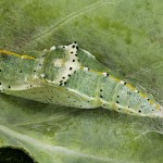 Pieris brassicae - Mlynárik kapustový 21-21-50