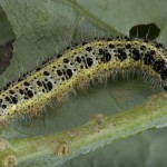 Pieris brassicae - Mlynárik kapustový 22-55-49