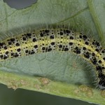 Pieris brassicae - Mlynárik kapustový 22-57-11