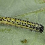 Pieris brassicae - Mlynárik kapustový 22-59-14